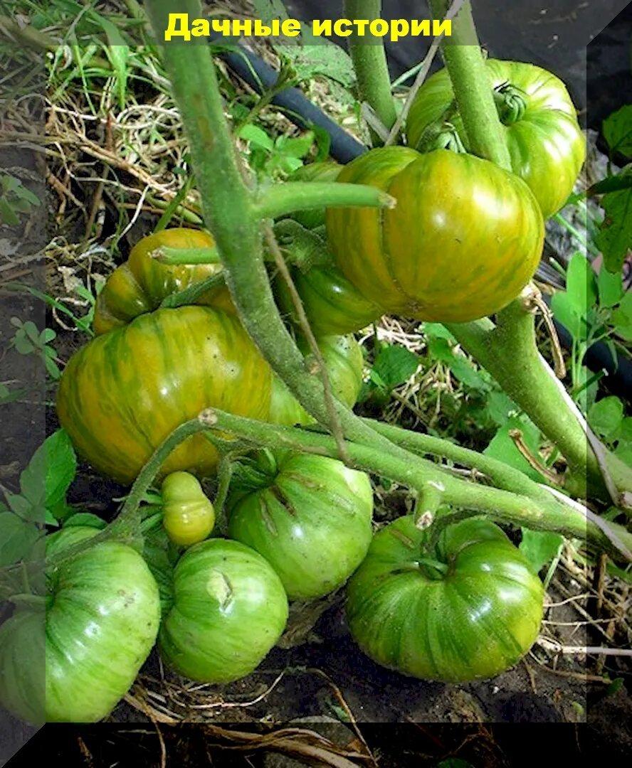 Эти томаты достойны уважения: три десятка супер урожайных сортов-гибридов для теплицы и открытого грунта