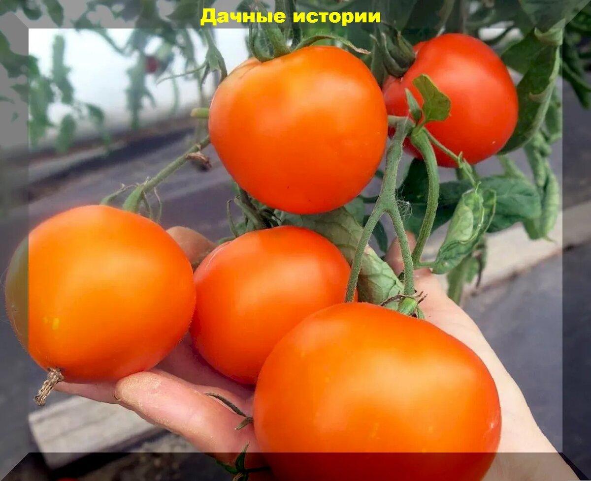 Томаты для начинающих огородников: самые вкусные и урожайные, но при этом абсолютно беспроблемные сорта и гибриды томата