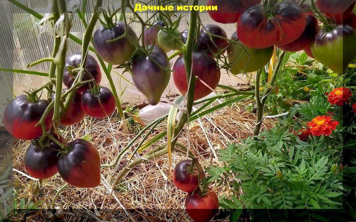 Томаты для начинающих огородников: самые вкусные и урожайные, но при этом абсолютно беспроблемные сорта и гибриды томата