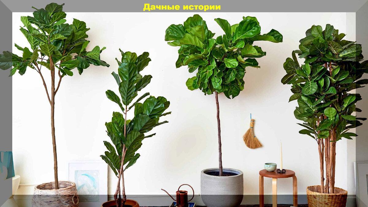 Практически вечные: самые устойчивые комнатные растения, которые будут расти и радовать глаз в любых условиях