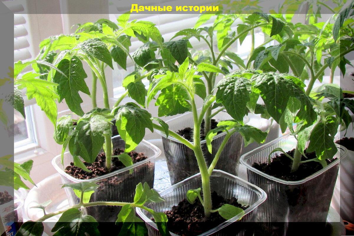 Томатный ликбез: отвечаем на вопросы начинающих дачников о выращивании и уходу за рассадой томатов