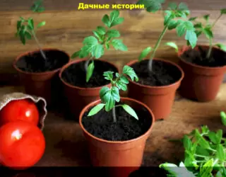 Томатный ликбез: отвечаем на вопросы начинающих дачников о выращивании и уходу за рассадой томатов