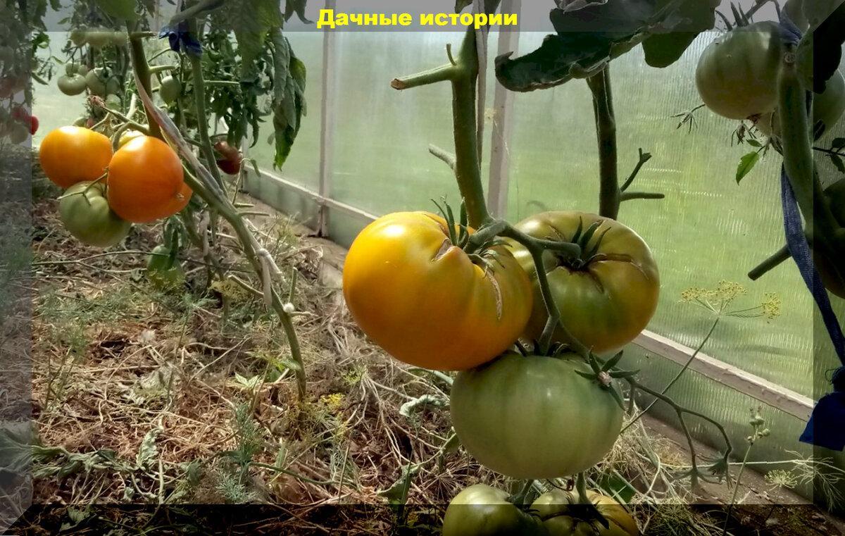 Важные секреты выращивания большого урожая томатов в теплице и открытом грунте: в помощь начинающему дачнику