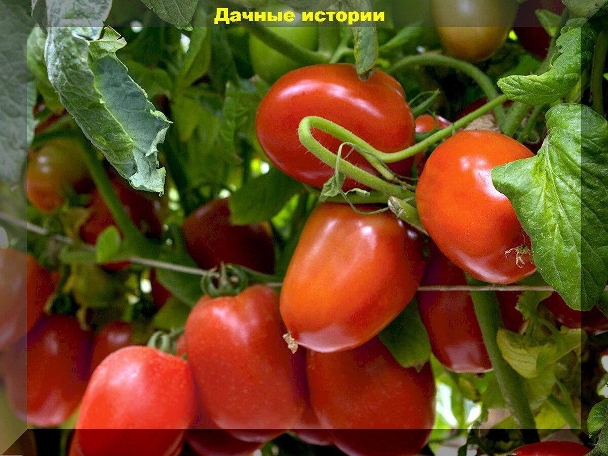 Важные секреты выращивания большого урожая томатов в теплице и открытом грунте: в помощь начинающему дачнику