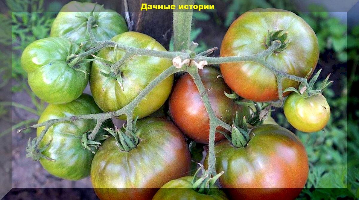 Недорогие для устойчивых и урожайных: тринадцать сортов томатов (отечественных и зарубежных) по приемлемой стоимости