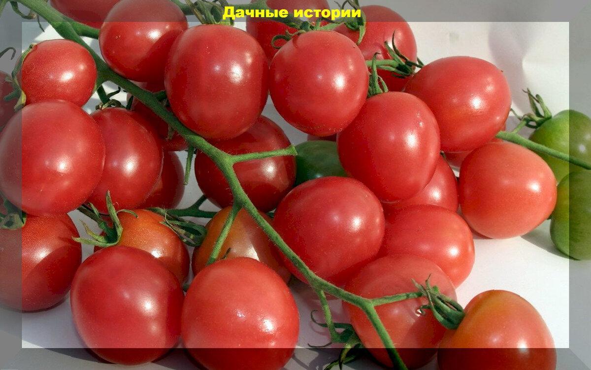 Недорогие для устойчивых и урожайных: тринадцать сортов томатов (отечественных и зарубежных) по приемлемой стоимости