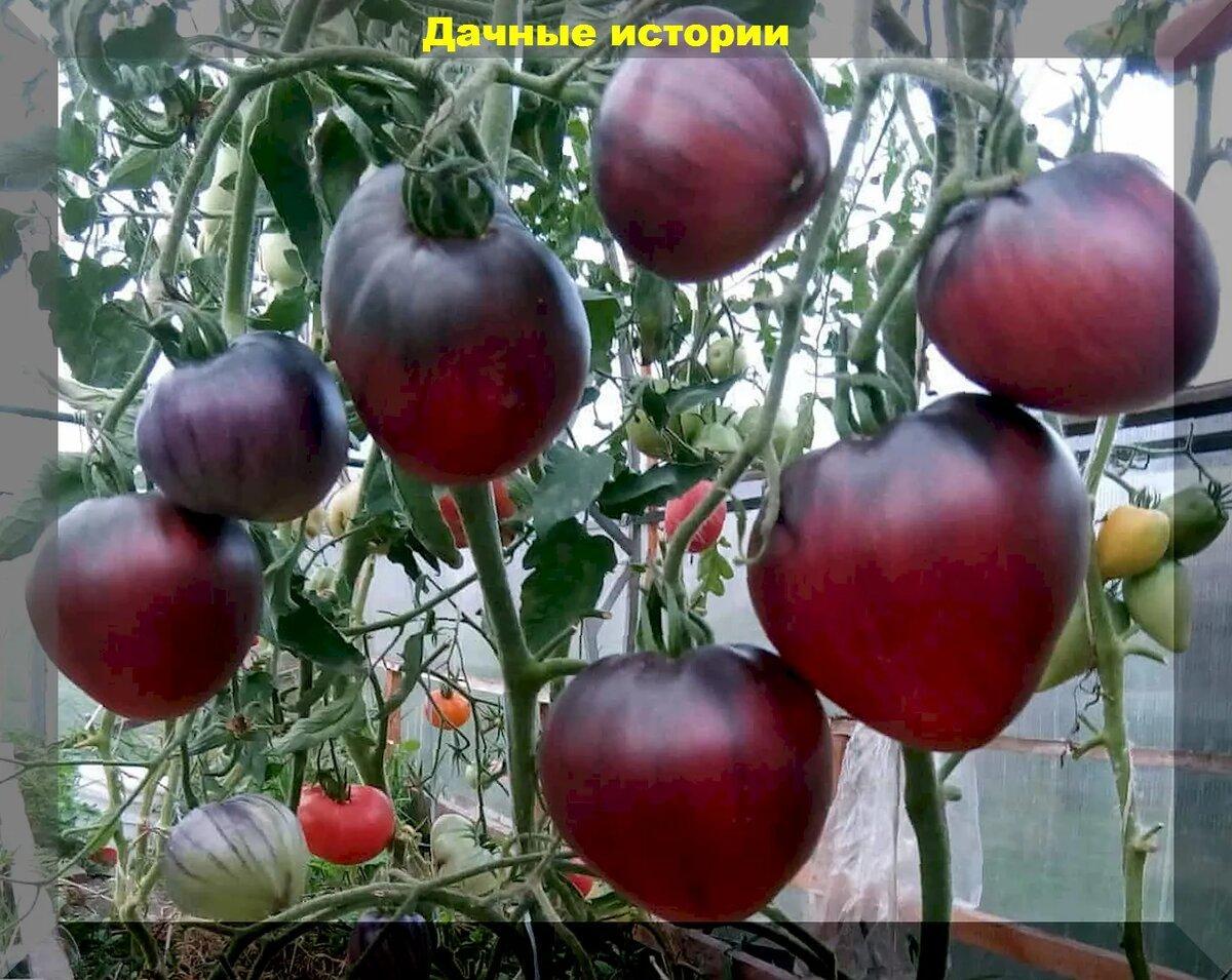 Томаты для теплицы, зимнего подоконника, для заготовок впрок: обзор четырех десятков сортов-гибридов томатов