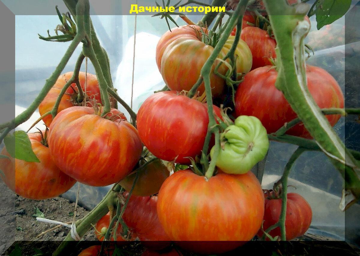 Томаты для теплицы, зимнего подоконника, для заготовок впрок: обзор четырех десятков сортов-гибридов томатов