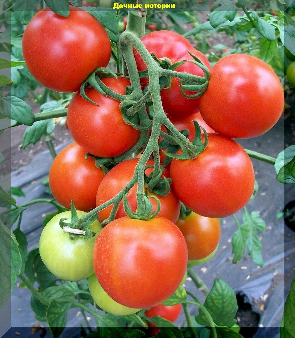 Никаких новинок: тридцать классических урожайных томатов с самыми высокими вкусовыми качествами для открытого грунта