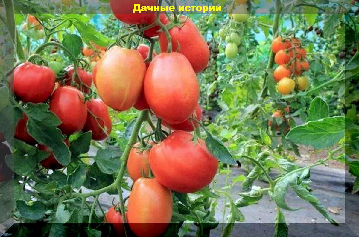 Никаких новинок: тридцать классических урожайных томатов с самыми высокими вкусовыми качествами для открытого грунта