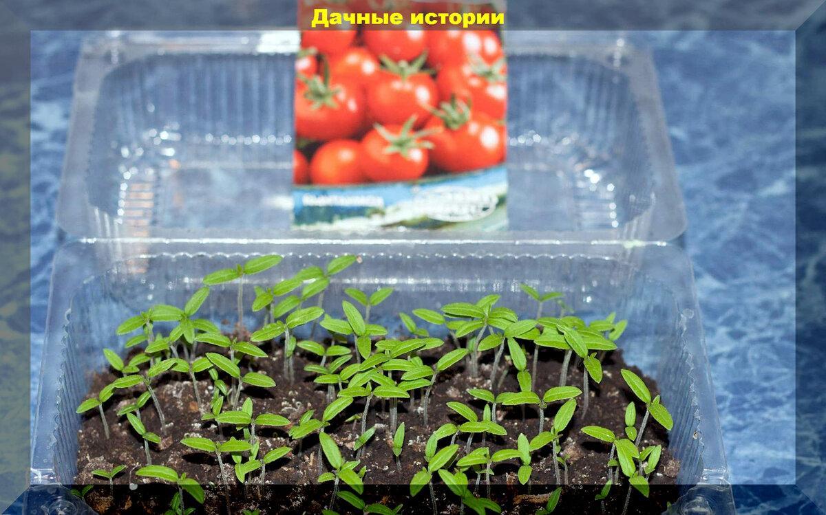 Интересное в посеве и уходе за томатами: фермерские обработки семян, сроки посева, защита от фитофторы, посадка о методу Казарина