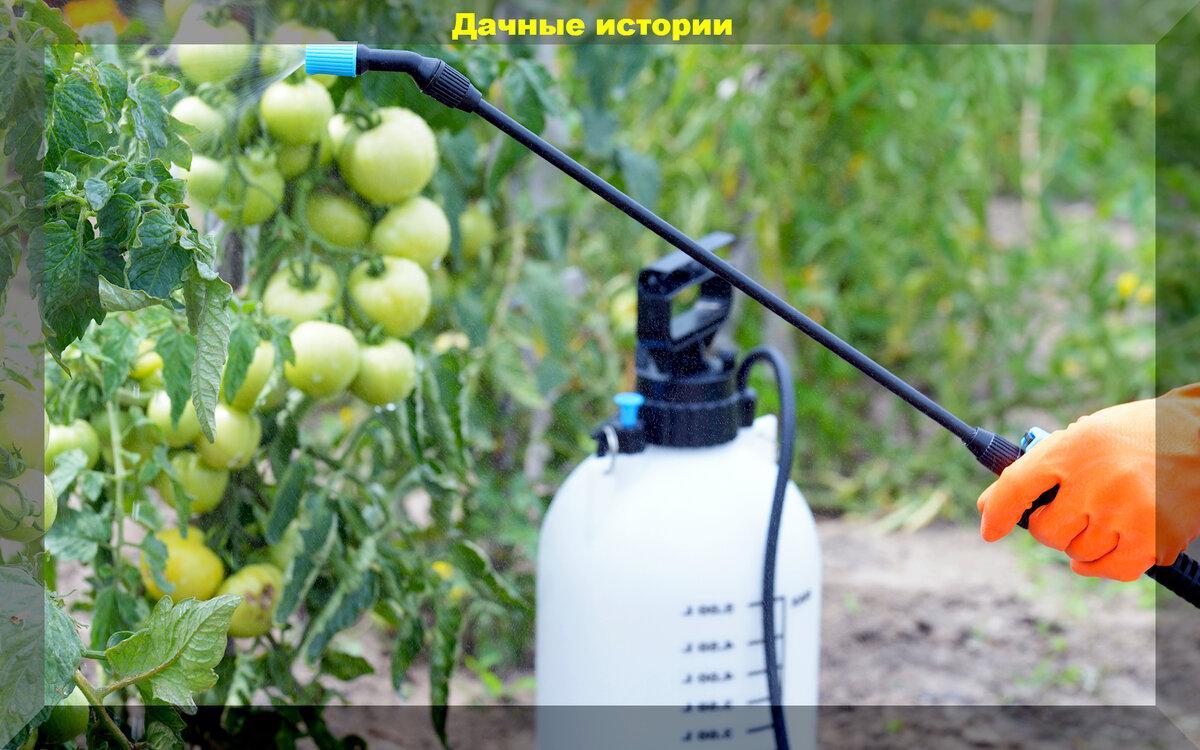 Интересное в посеве и уходе за томатами: фермерские обработки семян, сроки посева, защита от фитофторы, посадка о методу Казарина