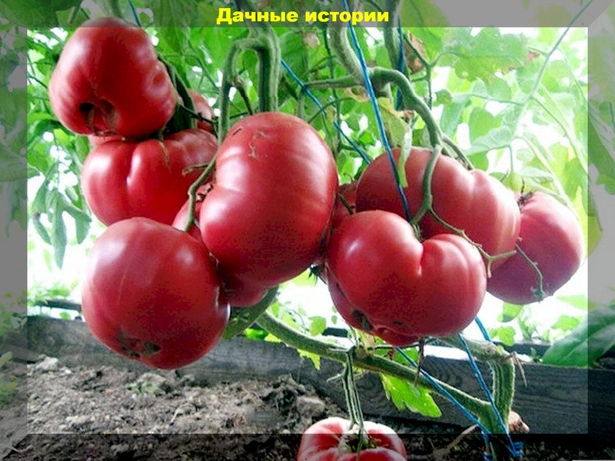 Знакомые и неизвестные: тридцать томатов с самыми интересными характеристиками