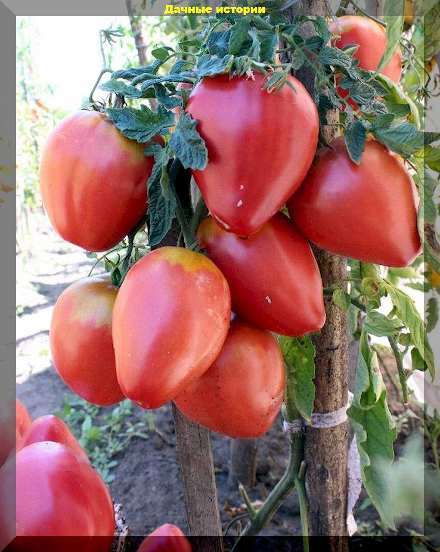 Знакомые и неизвестные: тридцать томатов с самыми интересными характеристиками