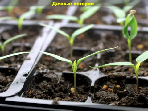 Посев семян: секреты, советы, агроприемы, важные и интересные способы - это должен знать любой дачник