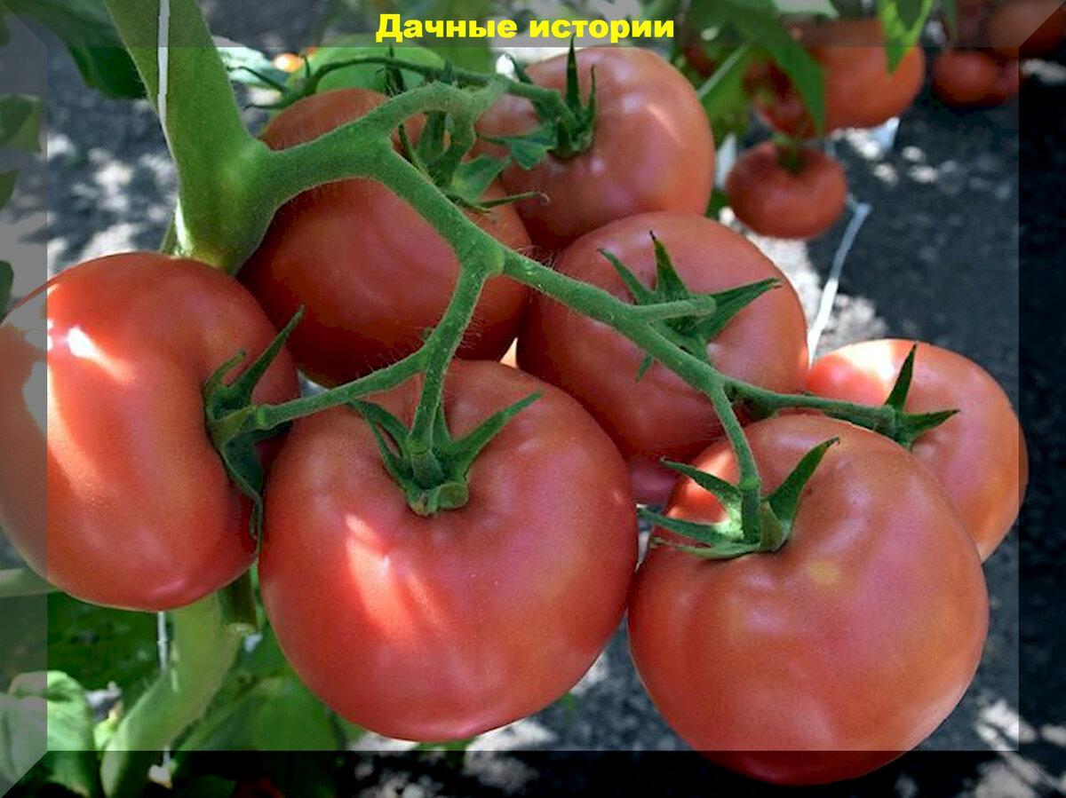 Розовые, желтые, коричневые: обзор двадцати урожайных томатов с интересной расцветкой