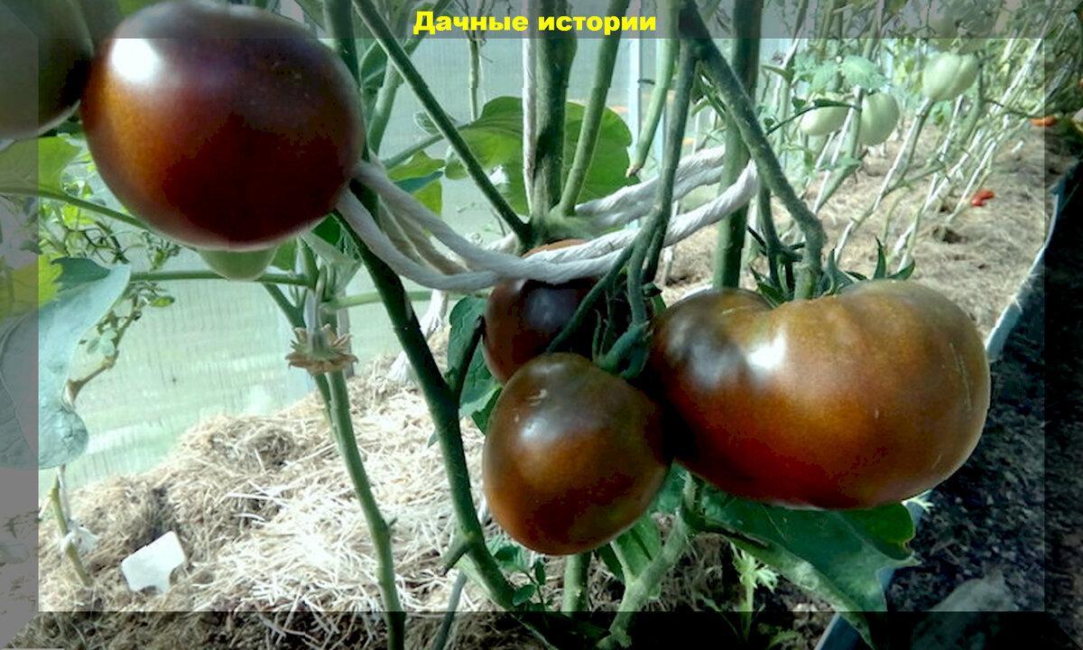 Розовые, желтые, коричневые: обзор двадцати урожайных томатов с интересной расцветкой