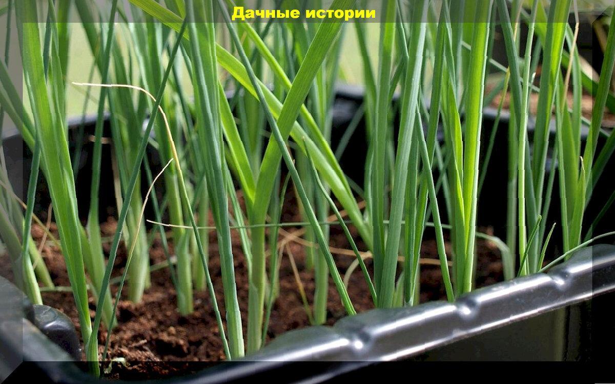 15 правил выращивания лука семенами: в помощь начинающему дачнику - тезисно о главном