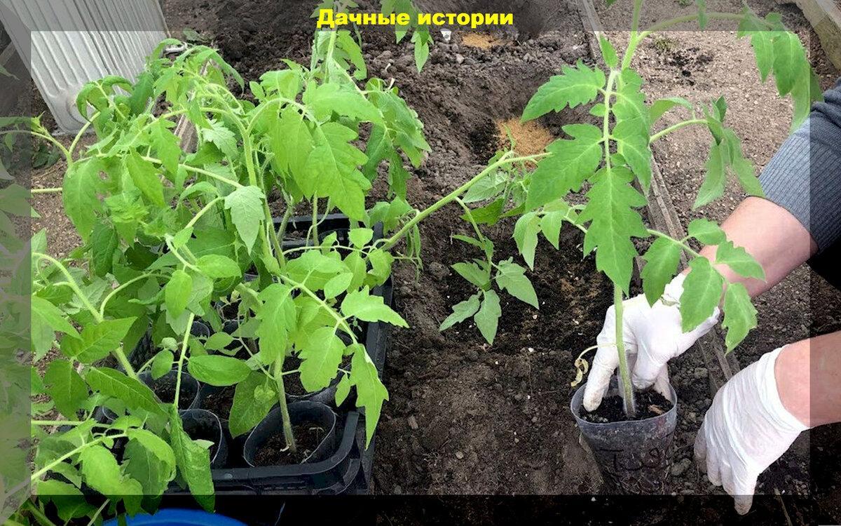 Выращивание томатов в вопросах и подробных ответах: томаты от посева до сбора урожая