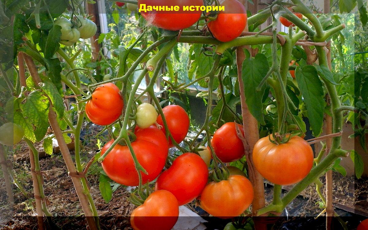 Выращивание томатов в вопросах и подробных ответах: томаты от посева до сбора урожая