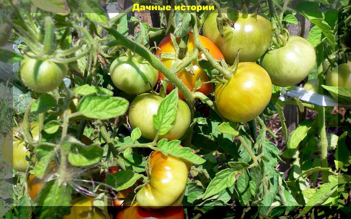 Самые разные, но неприхотливые: тридцать томатов которые смогут вырастить даже новички или дачник выходного дня