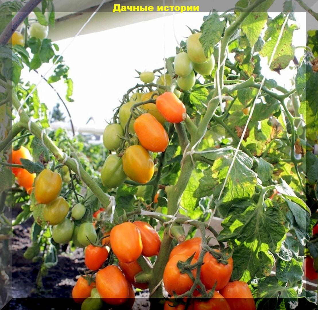 Самые разные, но неприхотливые: тридцать томатов которые смогут вырастить даже новички или дачник выходного дня