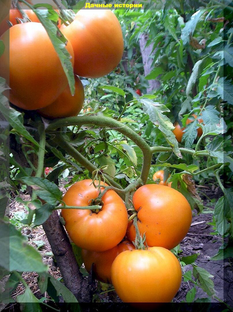 Проверены многими дачниками - эти томаты точно не подведут: лучшие малоуходные сорта-гибриды