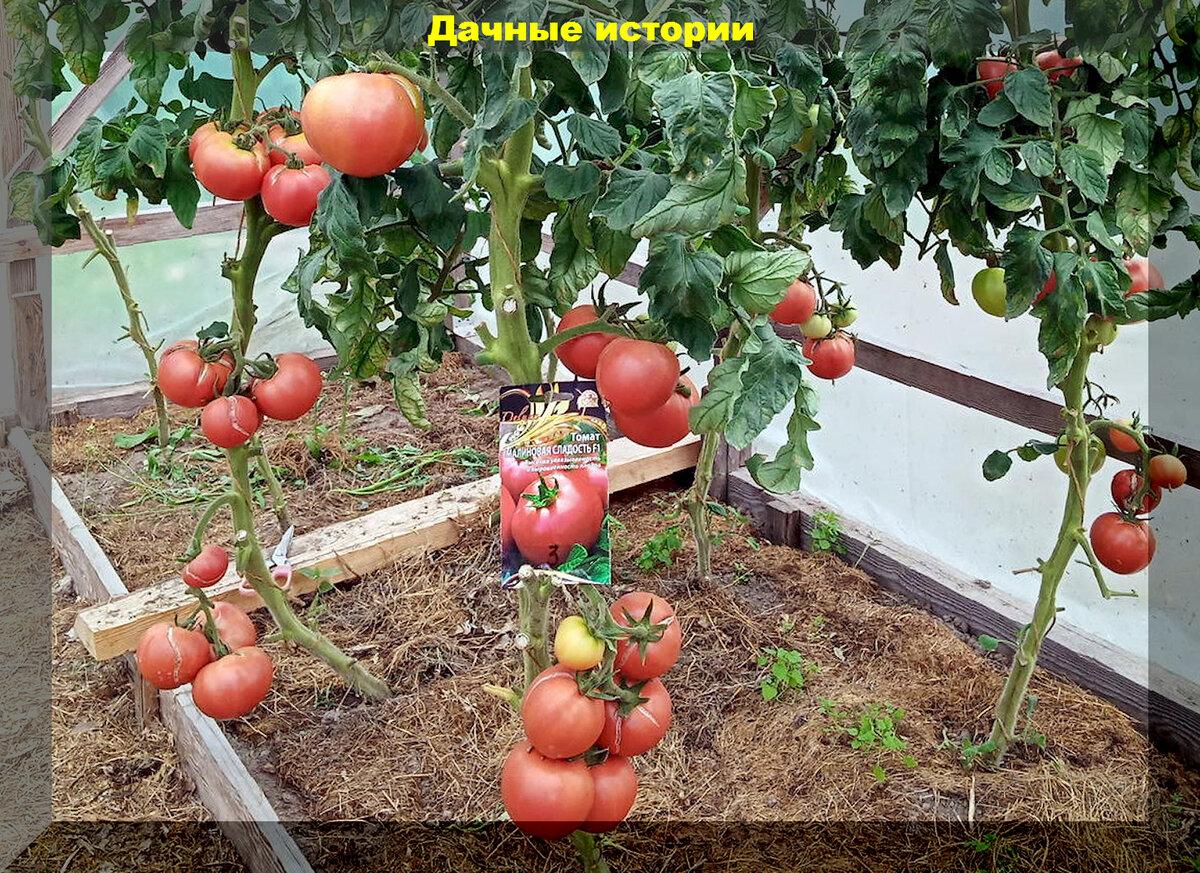 Проверены многими дачниками - эти томаты точно не подведут: лучшие малоуходные сорта-гибриды
