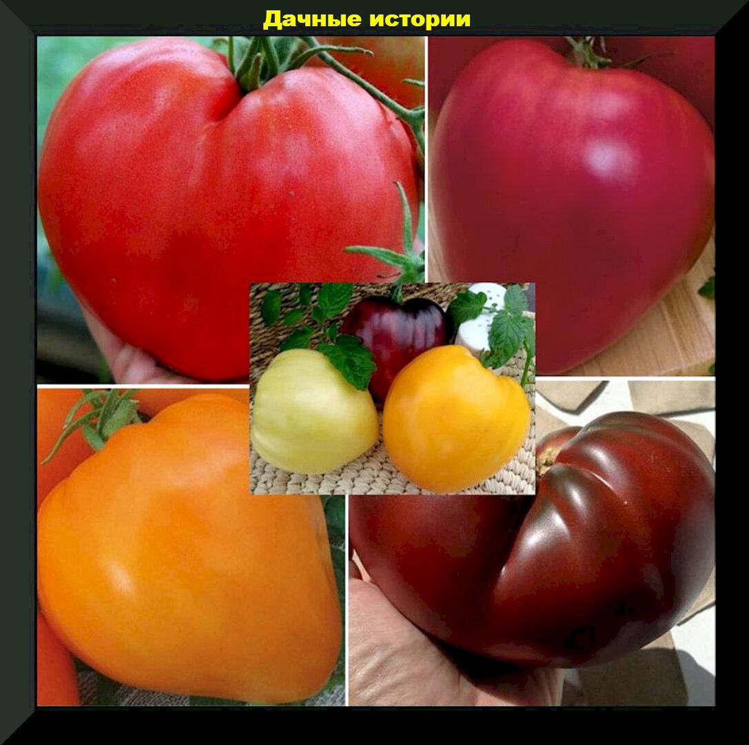 Урожайная двадцатка: старинные сорта томатов, удачные новинки и проверенные опытом других огородников гибриды
