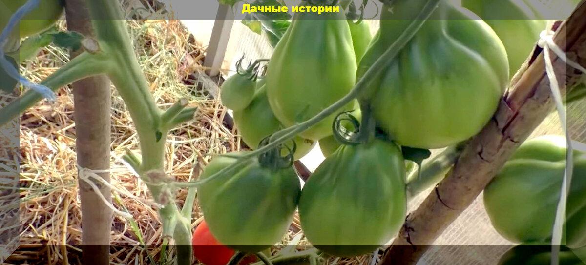 Урожайная двадцатка: старинные сорта томатов, удачные новинки и проверенные опытом других огородников гибриды