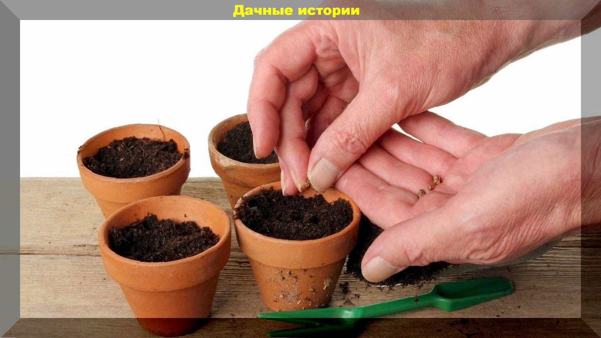 Мартовские посевы: что можно посеять в марте в теплицу, на рассаду и в открытый грунт