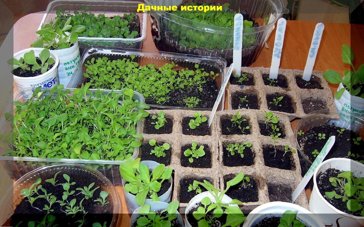 Садово-огородный ликбез: новая порция ответов на вопросы от начинающих дачников