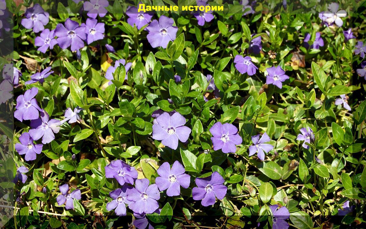 Красота в тени: эти цветущие растения созданы природой специально для тенистых садов