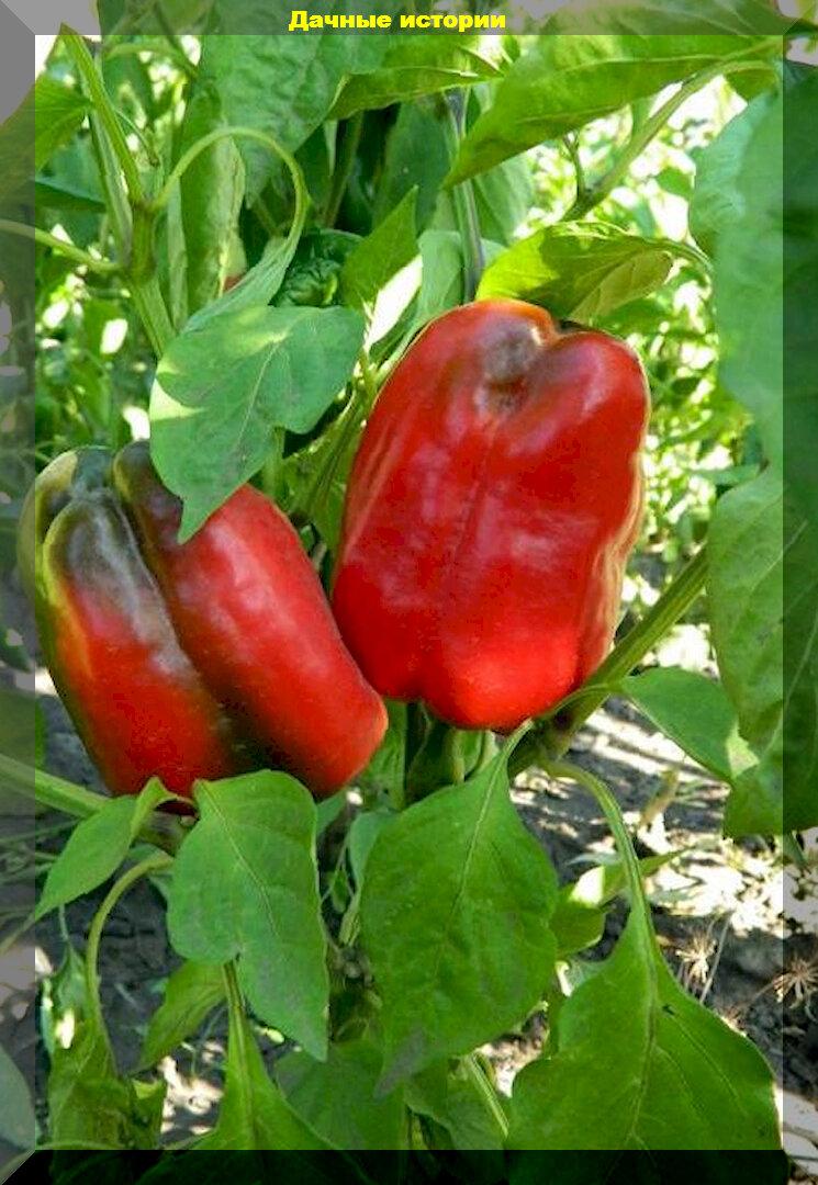Очень урожайные, яркие, крупные: сорта-гибриды перцев, которые отлично плодоносят и в теплице, и в открытом грунте