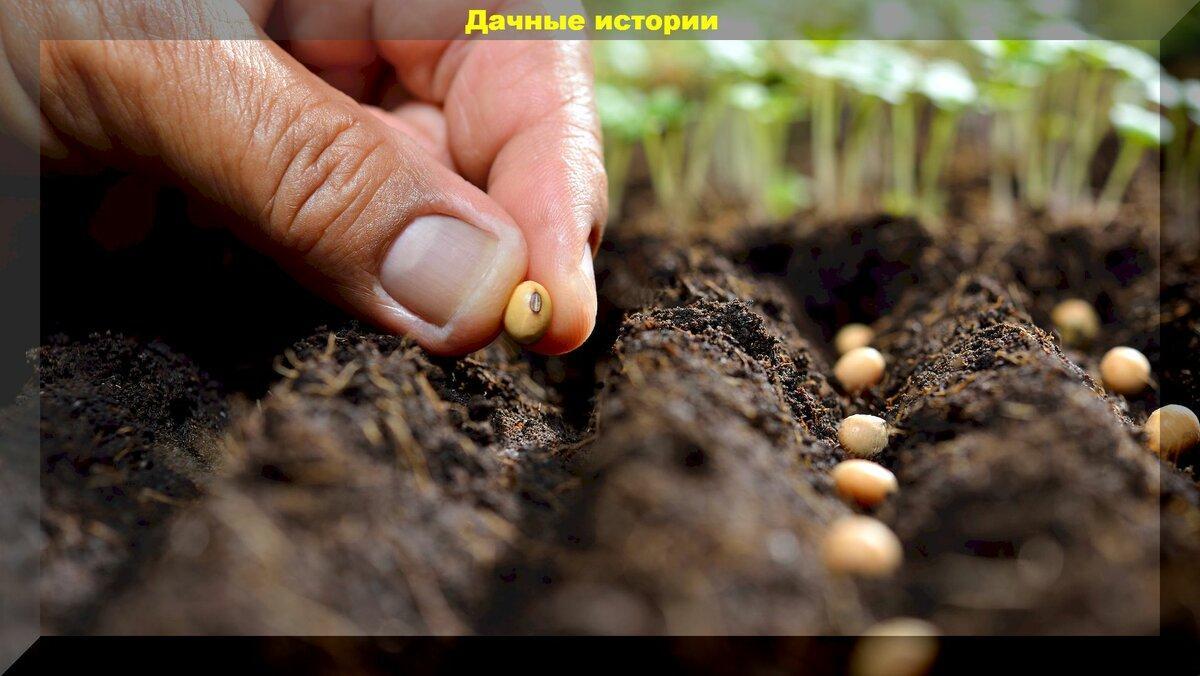 Как посеять семена в открытый грунт: как не допустить ошибок при посеве и сделать все правильно