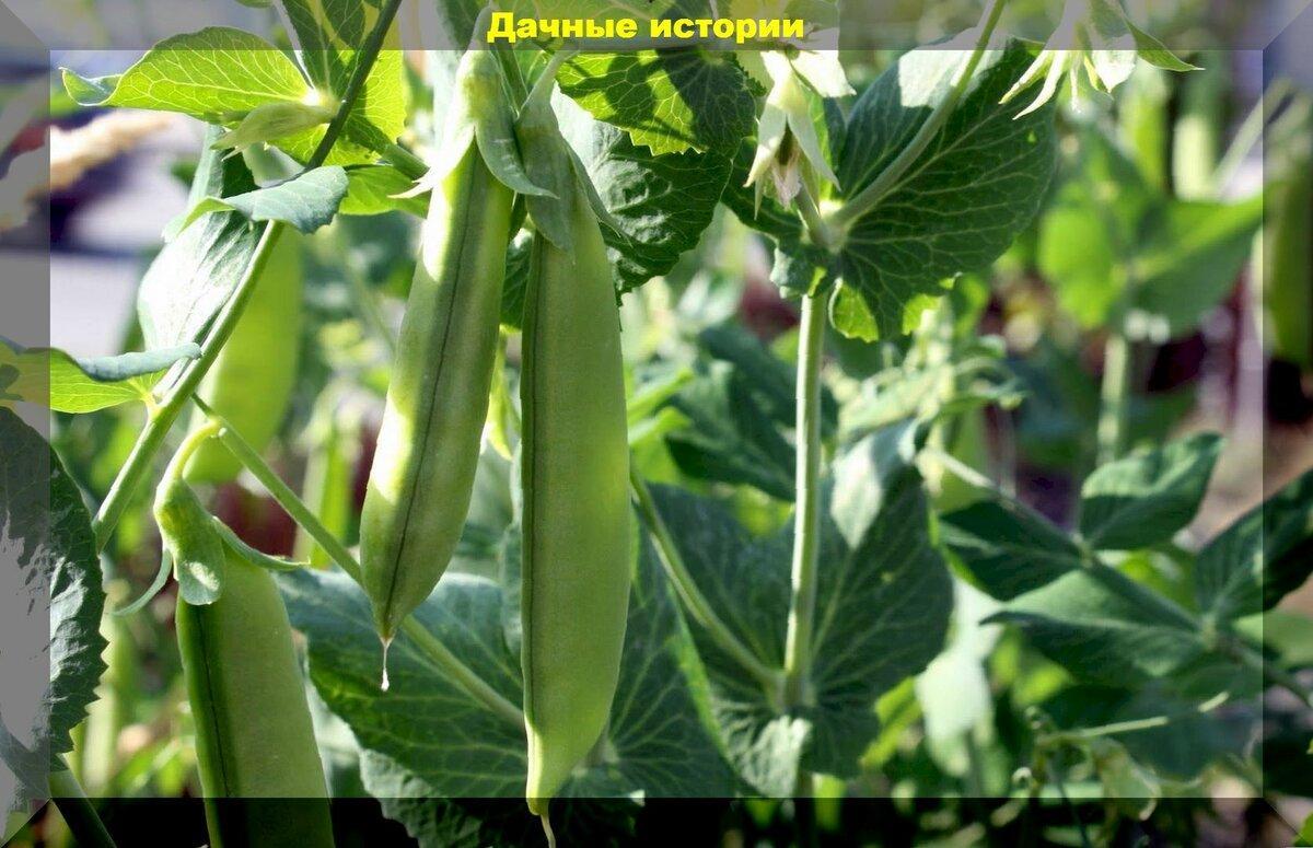 Мартовские посевы: что можно посеять в марте в теплицу, на рассаду и в открытый грунт