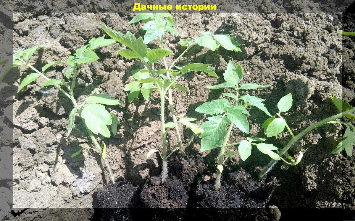 Посев семян томатов на рассаду и уход за рассадой томатов: советы для начинающих дачников - тезисно о главном