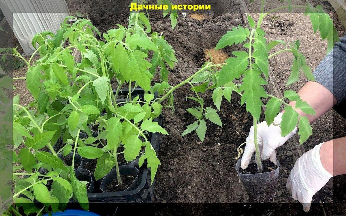 Посев семян томатов на рассаду и уход за рассадой томатов: советы для начинающих дачников - тезисно о главном