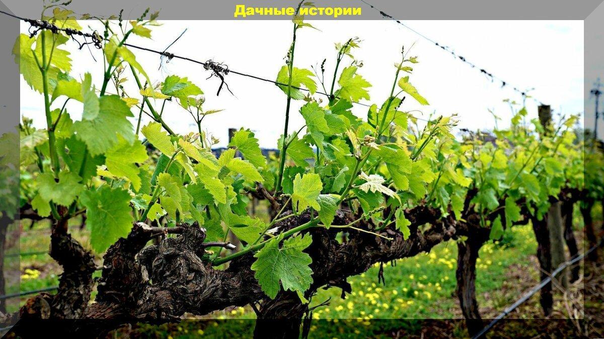 Виноград весной: некоторые нюансы обрезки и черенкования