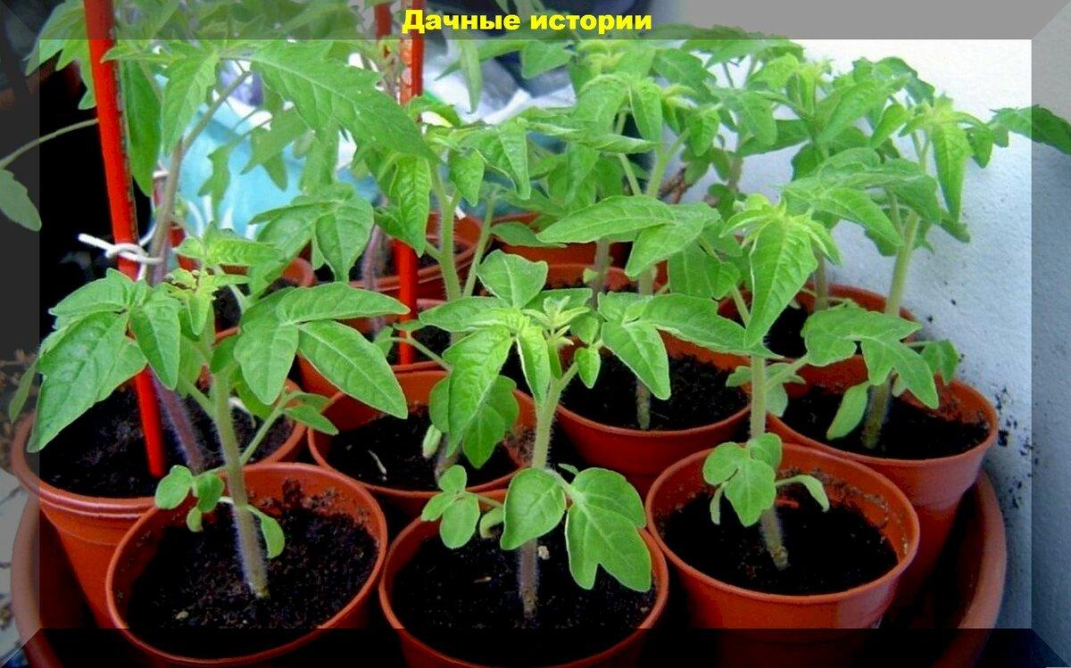 Как вырастить качественную рассаду томатов, чтобы получить обильный урожай: очень подробная памятка для новичков