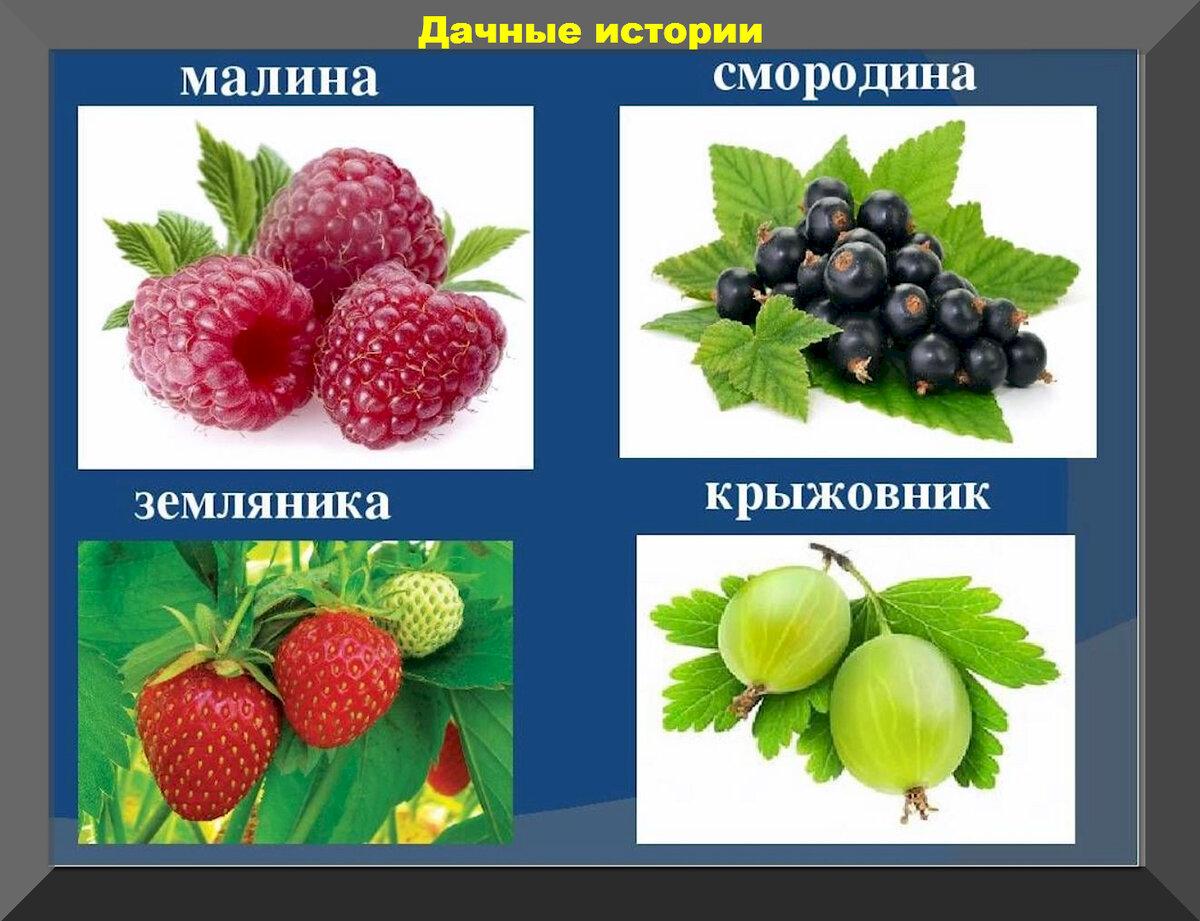 Малина, клубника, смородина, крыжовник: выращиваем вкусные ягоды без болезней и вредителей