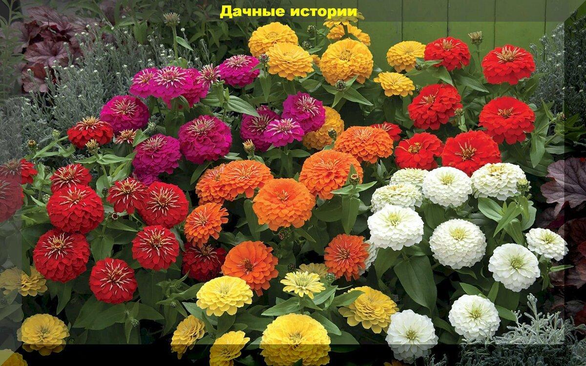 Пятьдесят различных цветов: цветы которые можно высевать в апреле на рассаду, в теплицу или прямо в грунт