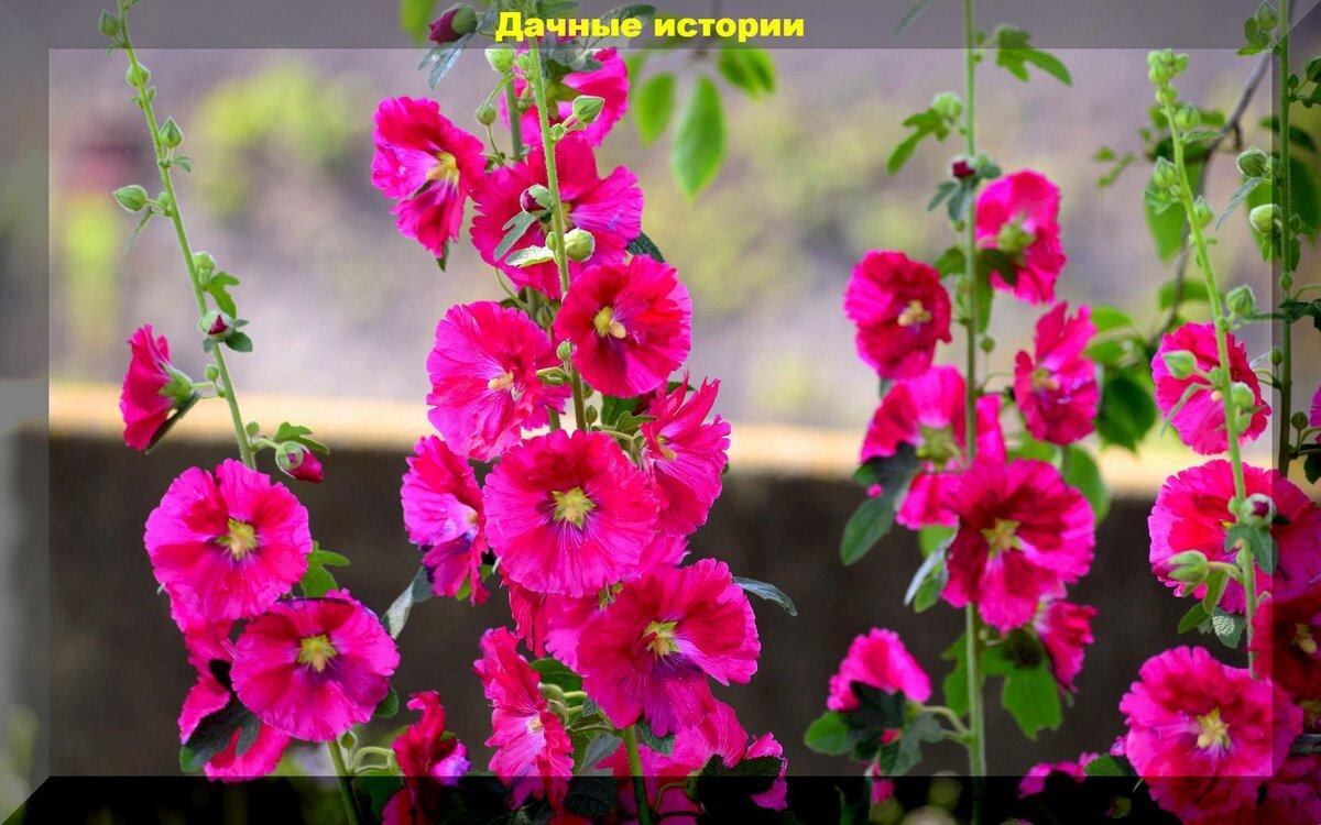 Пятьдесят различных цветов: цветы которые можно высевать в апреле на рассаду, в теплицу или прямо в грунт