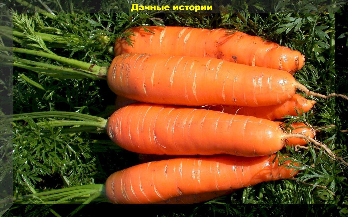 Первые витамины с собственной грядки: лучшие сорта моркови для получения раннего и богатого урожая