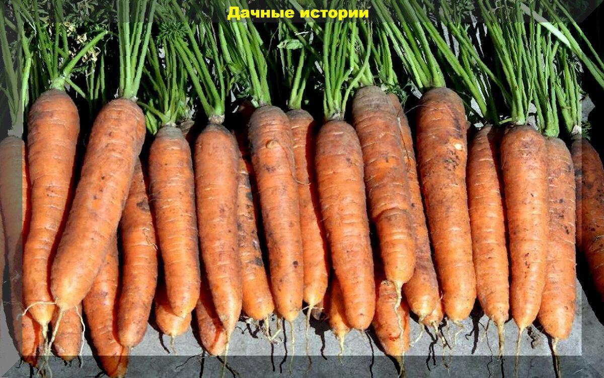 Первые витамины с собственной грядки: лучшие сорта моркови для получения раннего и богатого урожая