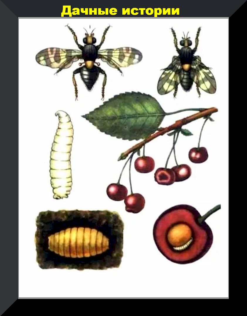 Монилиоз и вишневая муха могут оставить без урожая: защищаем вишню и прочие косточковые от болезней и вредителей