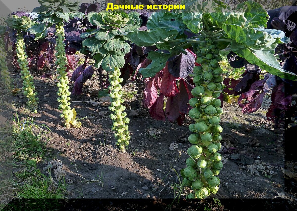 Нюансы посева и выращивания рассады капусты: секреты выращивания идеальной капустной рассады