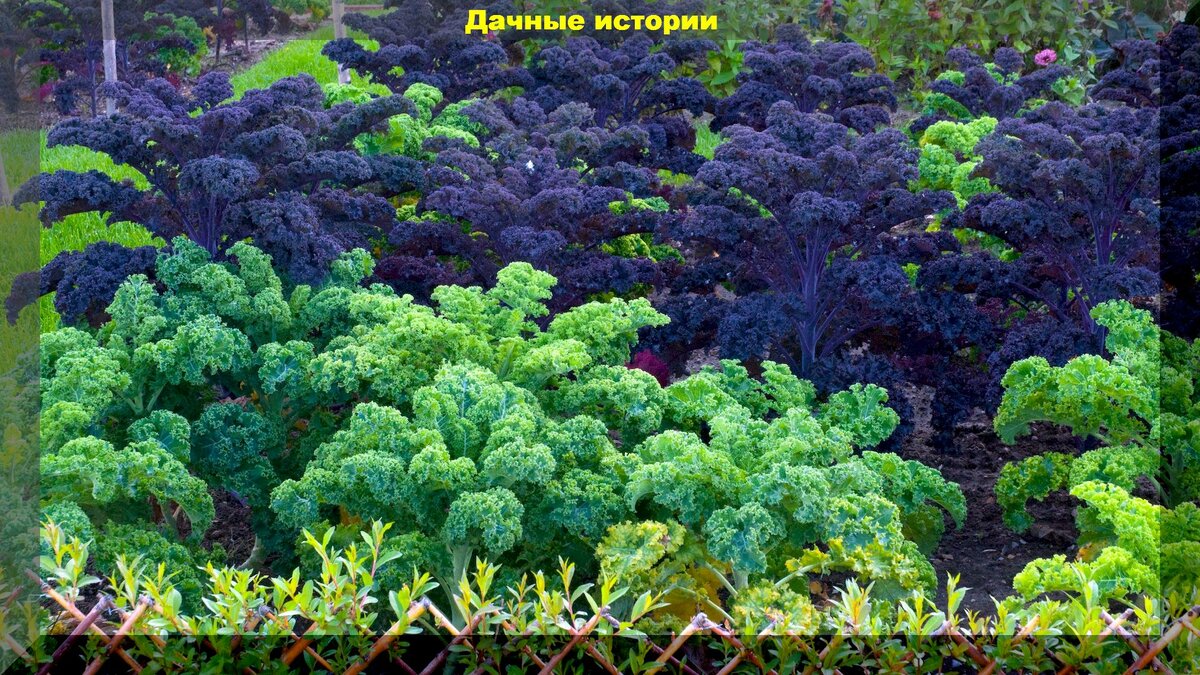 Нюансы посева и выращивания рассады капусты: секреты выращивания идеальной капустной рассады