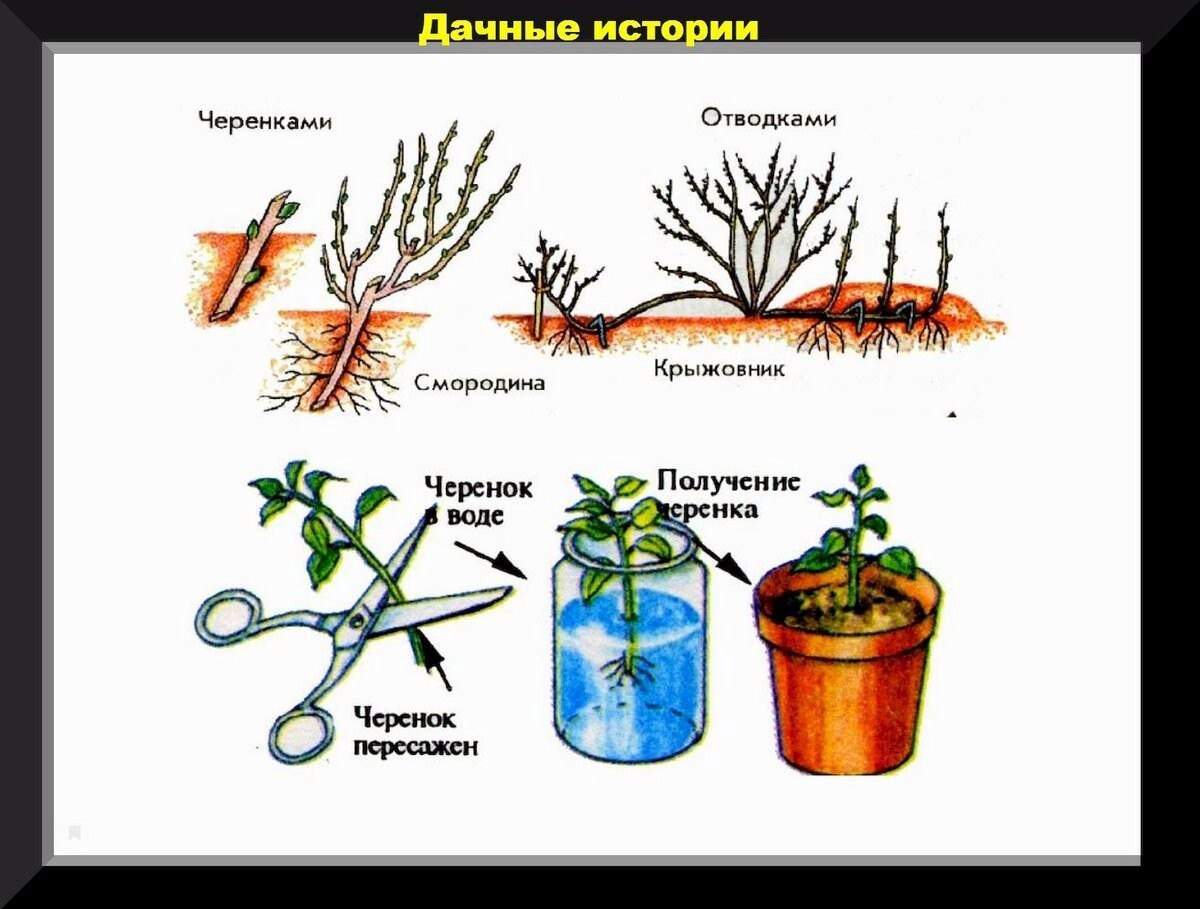 Важные весенние хлопоты: обязательные апрельские хлопоты для пользы сада и огорода