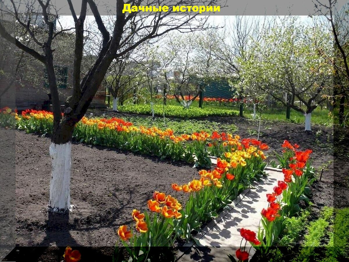 Важные весенние хлопоты: обязательные апрельские хлопоты для пользы сада и огорода